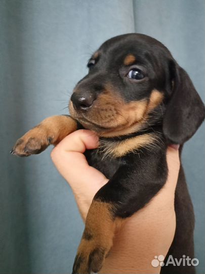 Карликовая такса