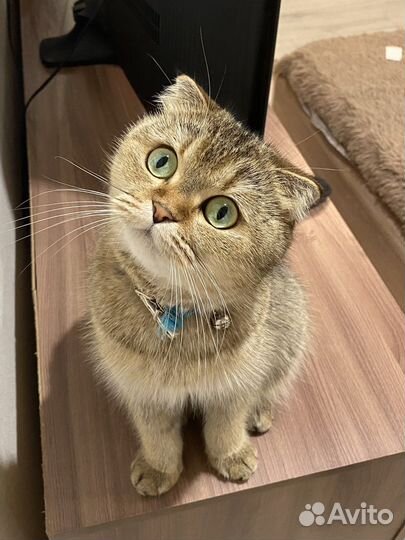 Кошка (золотая шиншилла) вязка