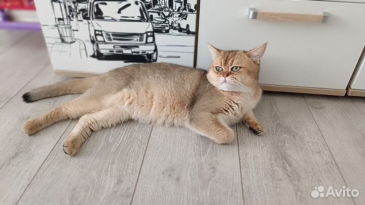 Шотландский котик