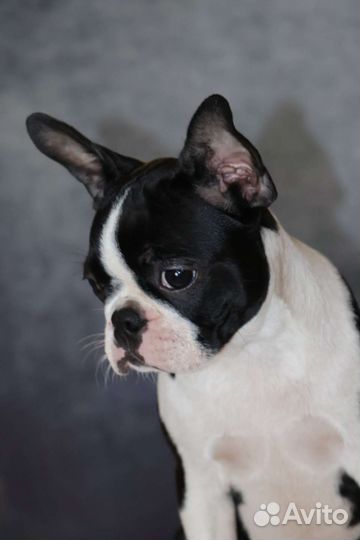 Девочка бостон терьера