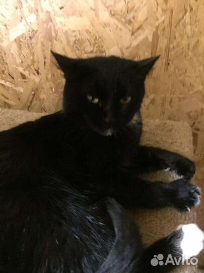 Котики с улицы ищут дом