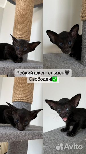 Ориентальные котята