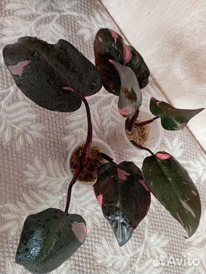 Сингониум клубничный лед galaxy