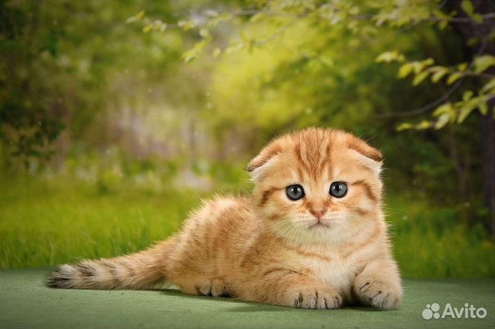 Золотой вислоухий кот на вязку Чемпион WCF