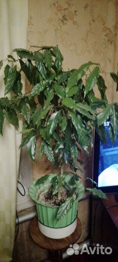 Продаю три цвета Гибискус (Китайская роза)