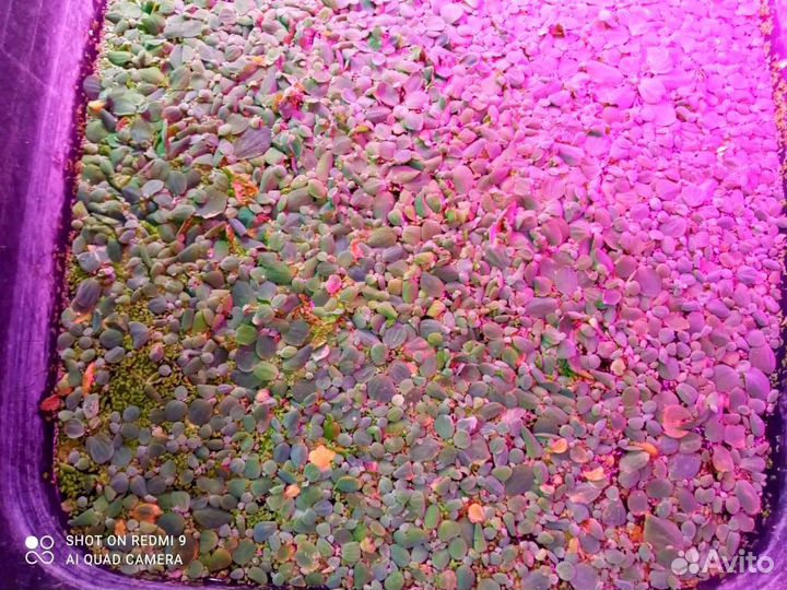 Растения пистия