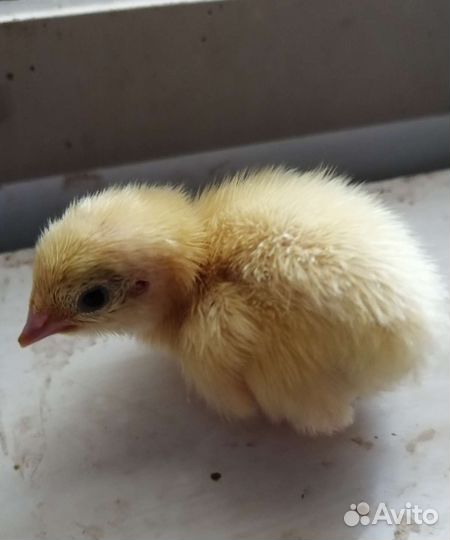 Перепела суточные доставка