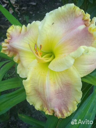 Лилейники сортовые