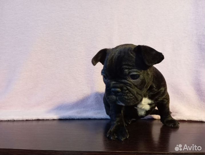 Французский бульдог щенки