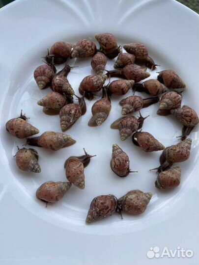 Улитки ахатины