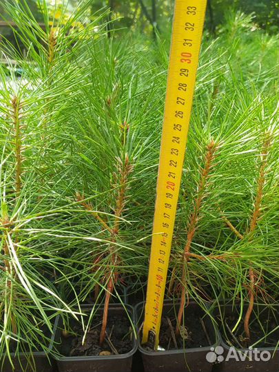 Сосна обыкновенная саженцы