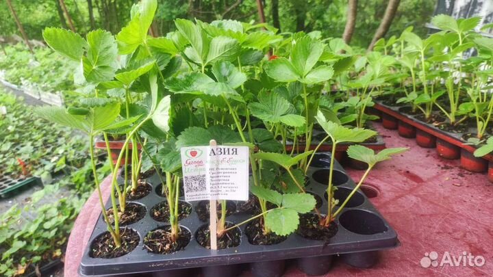 Рассада клубники