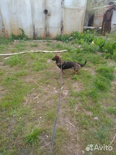 Маленькая собака в добрые руки бесплатно