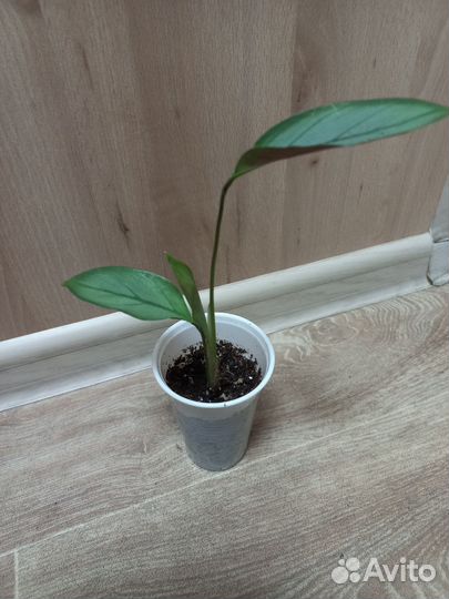 Комнатные растения разные