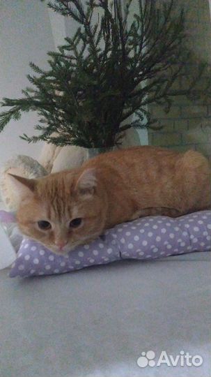 Кастрированный кот