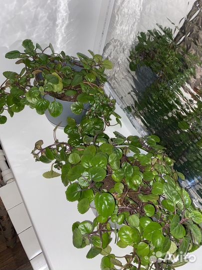 Цветы комнатная мята