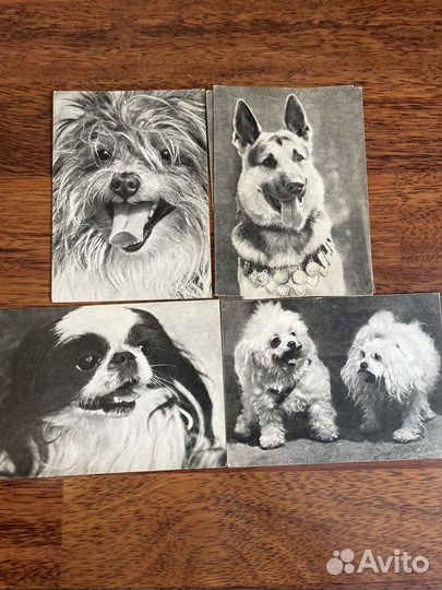 Открытки советские СССР собаки кошки
