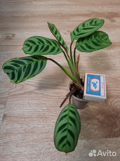 Калатея Бурле-Маркса