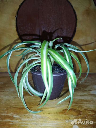 Хлорофитум Бонни (кучерявый)