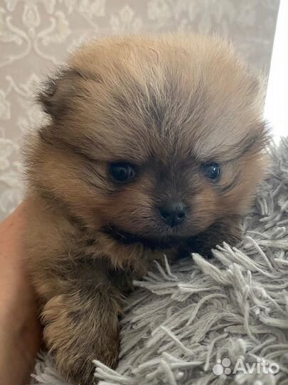 Шпиц девочка