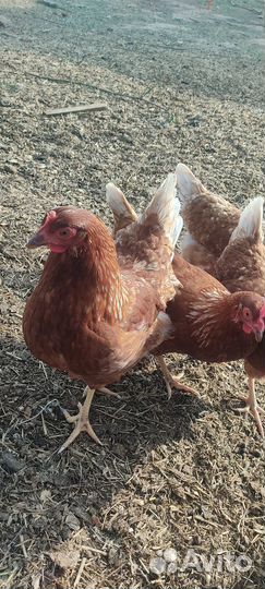 Куры молодки несушки