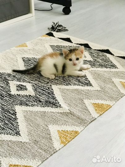 Котенок девочка трехцветная