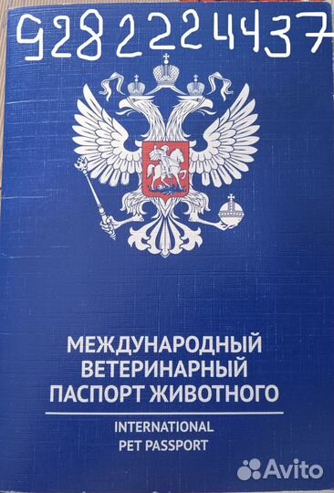 Дратхаар вязка