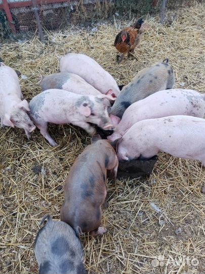 Поросята