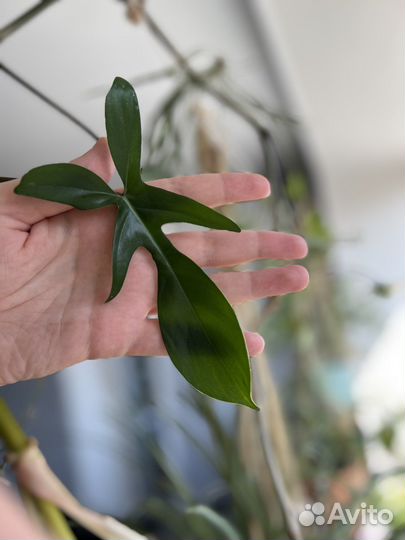 Филодендрон гитаровидный (panduriforme)