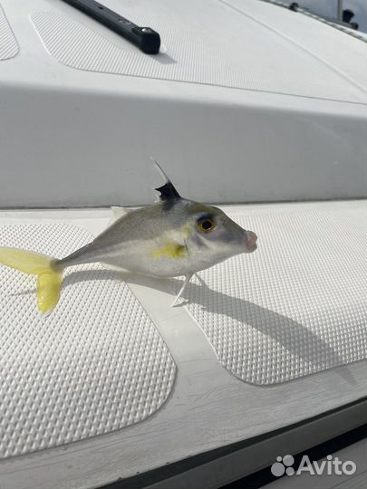 Аренда яхты пхукет