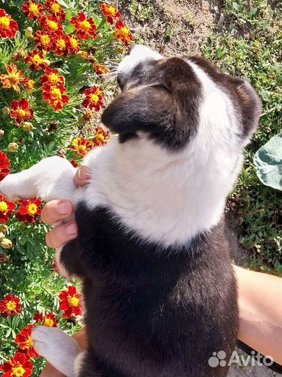 Щенки девочки