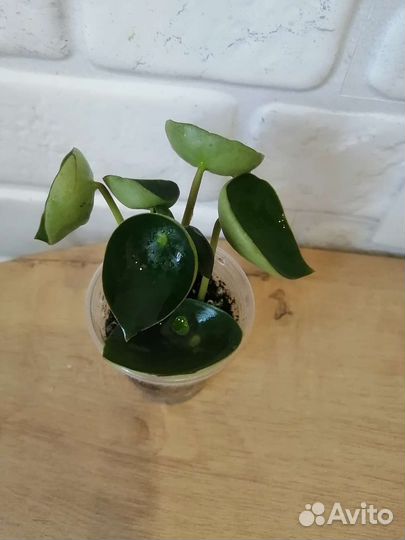 Разные комнатные растения