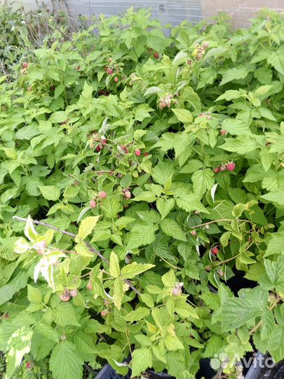 Саженцы малины