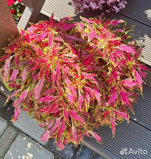 Продаю рассаду цветов колеус