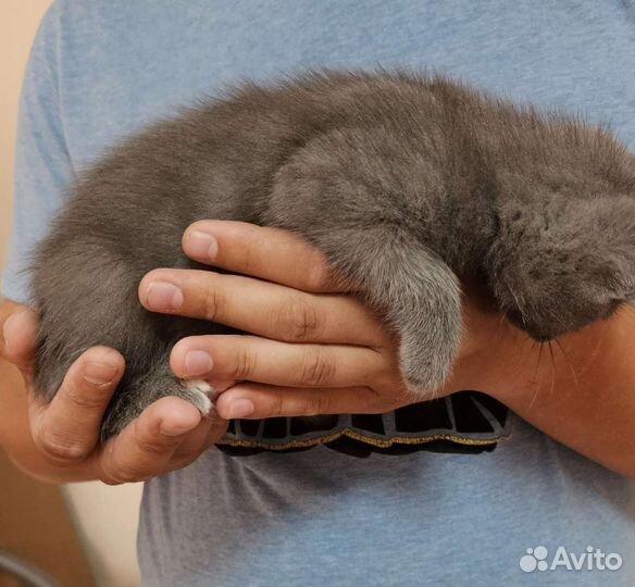 Отдам в хорошие руки