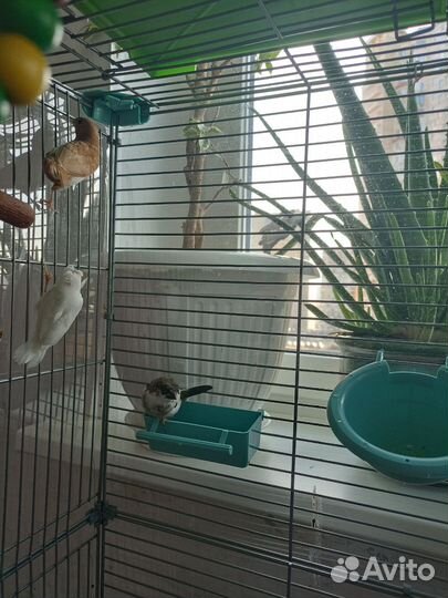 Японские амадины