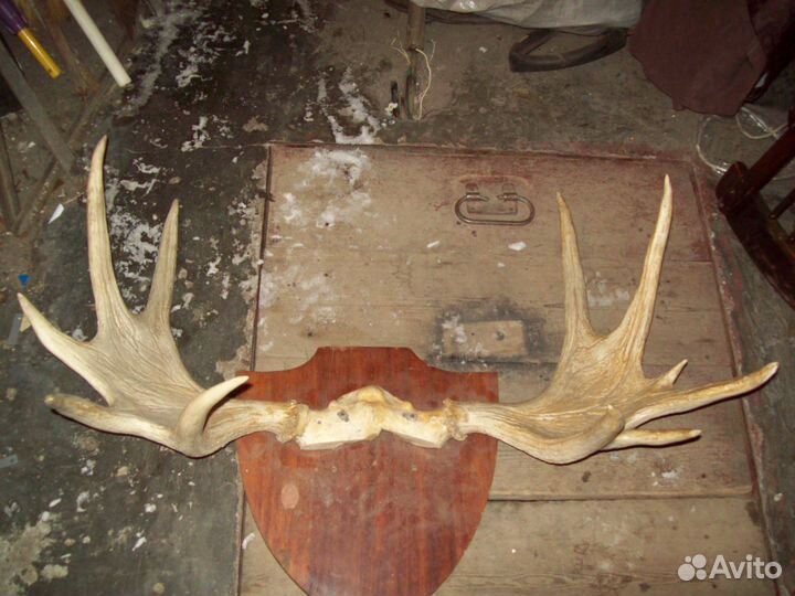 Рога лосиные