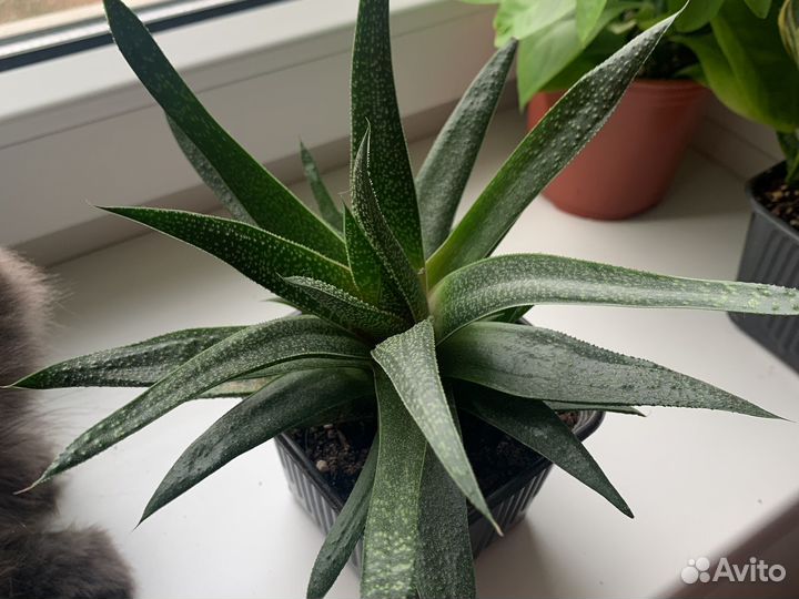 Домашние растения