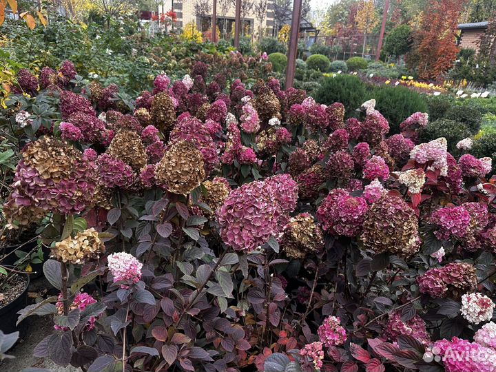 Гортензии метельчатые Самарская Лидия