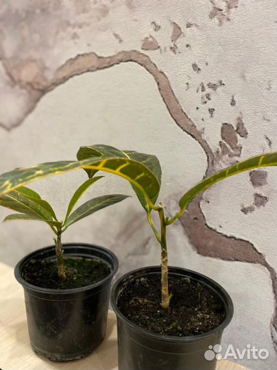 Цветы и комнатные растения