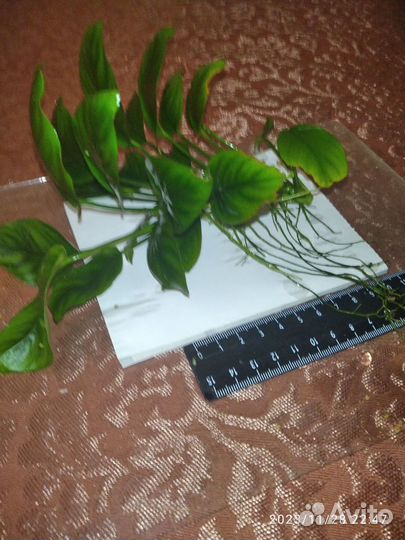 Анубиас, растение для аквариума