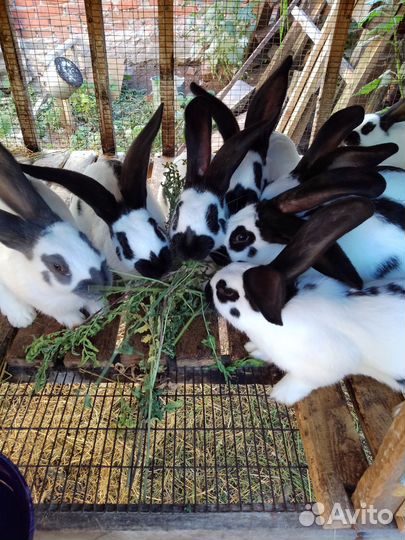 Кролики мясных пород