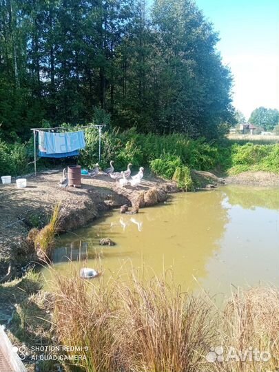 Гуси 6 шт порода Линда, возраст 2,5 мес