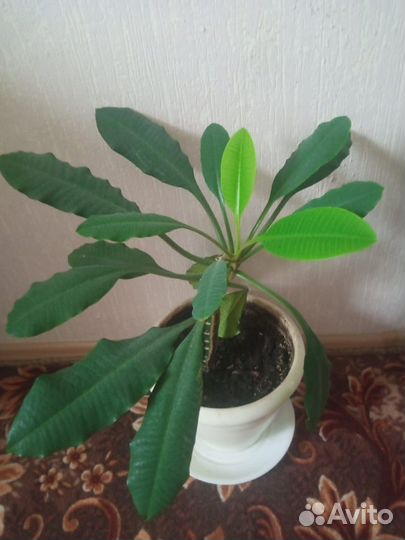 Комнатные цветы