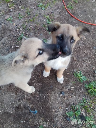 Щенки