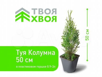 Туя Колумна 50см