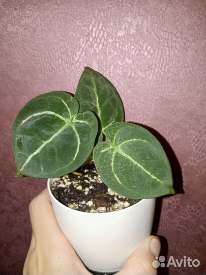 Антуриумы сортовые