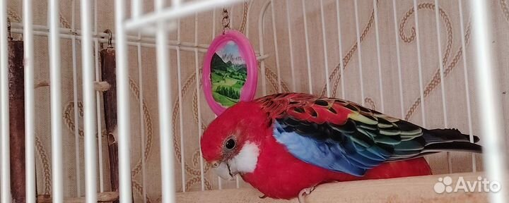 Попугай вместе с клеткой