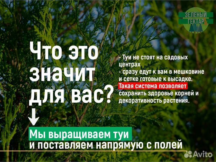 Туи колумна 1,2 м свежая копка 2023