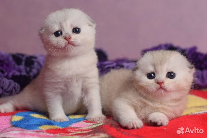 Шотландские вислоухие котята